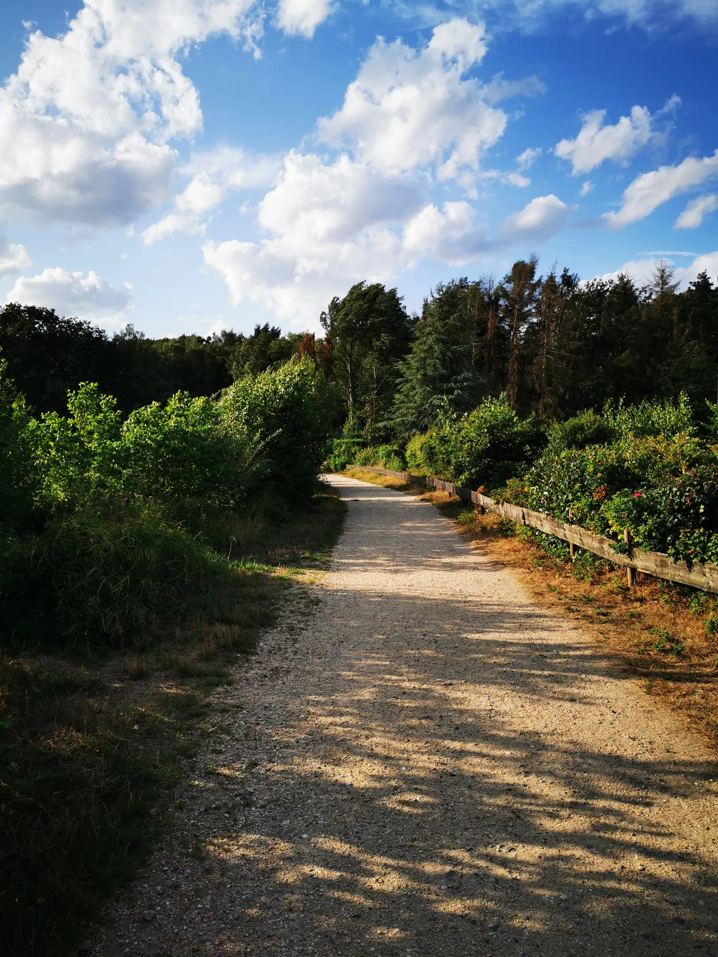 Sunny forest path under tall trees