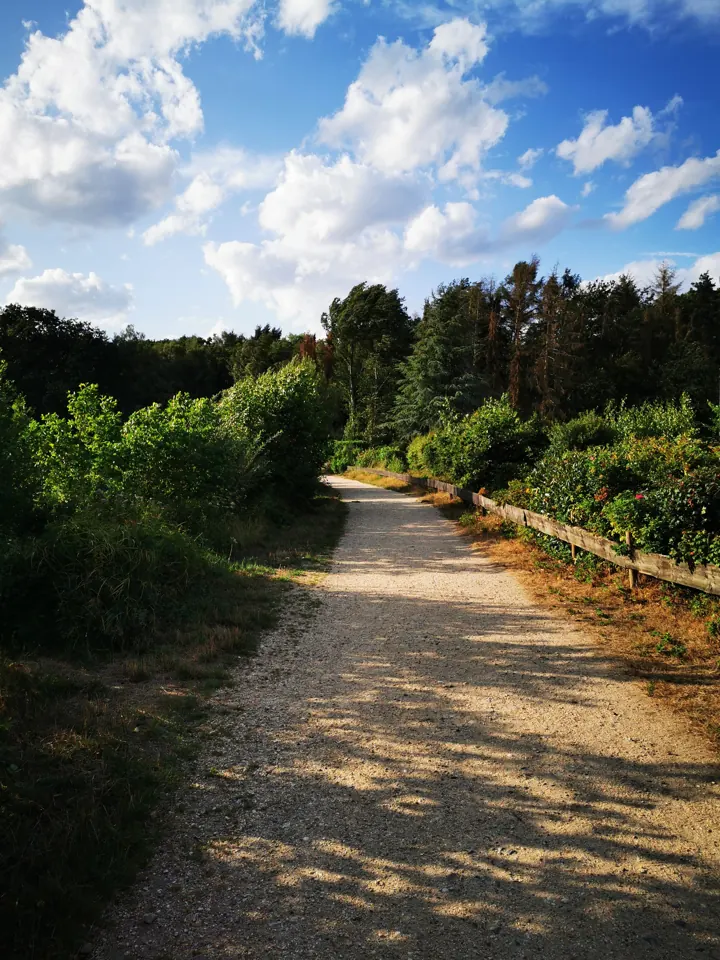 Sunny forest path under tall trees